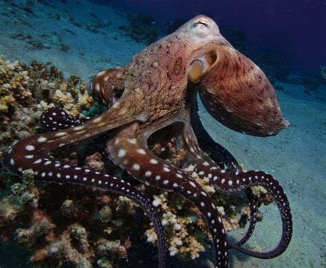 Octopus Life Betway